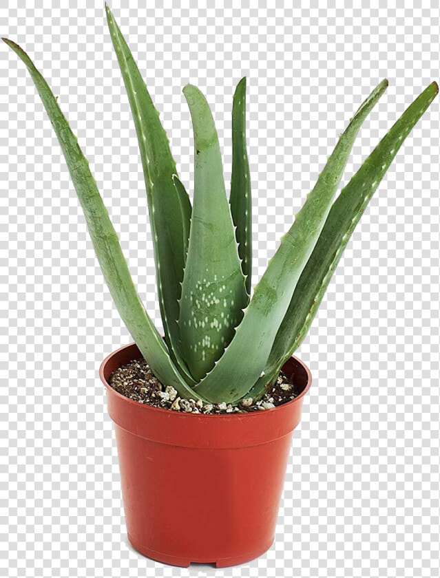 Aloe Vera Plant Png Transparent Image   Aloe Vera Plant  Png DownloadTransparent PNG