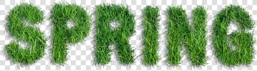 Graphic Freeuse Stock Spring Of Grass Png Clipart  Transparent PngTransparent PNG