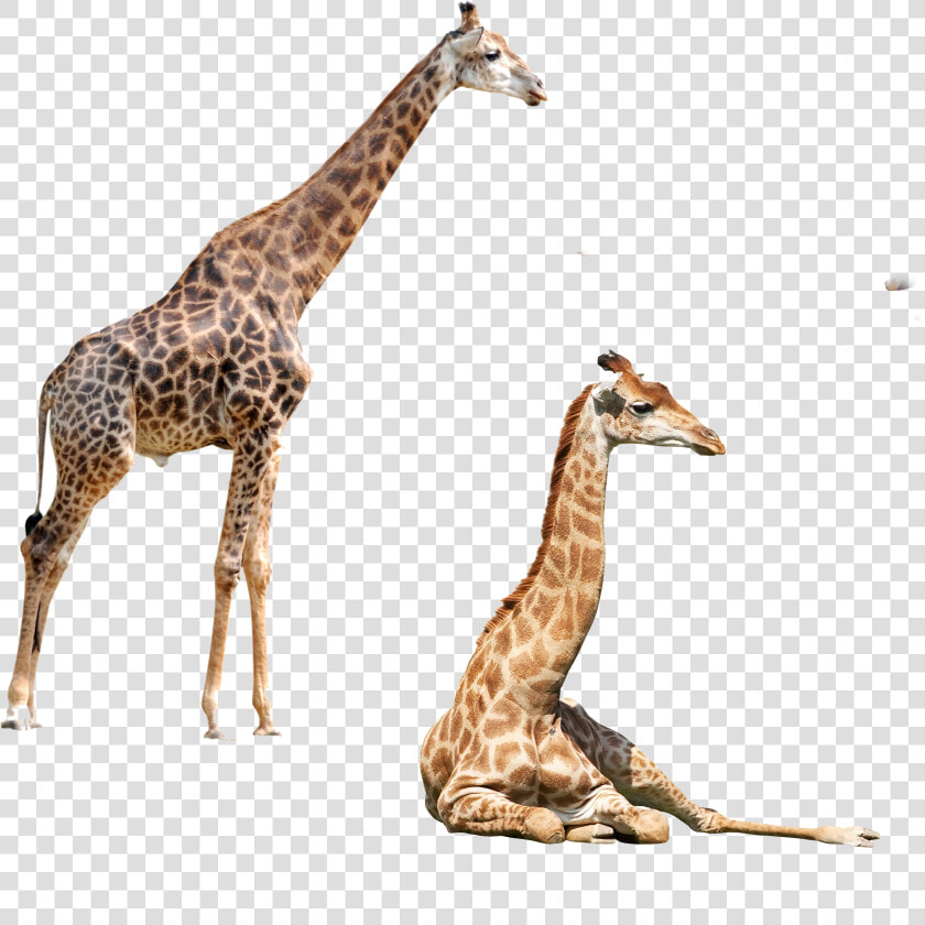 Giraffe Felidae Elephant Northern Okapi Png File Hd   زرافه Png  Transparent PngTransparent PNG