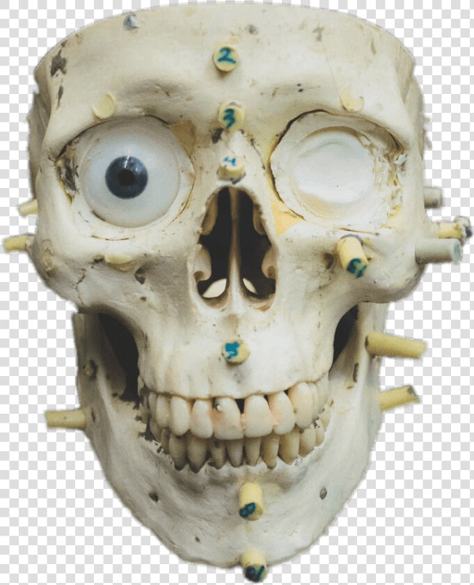 Zoomed In Skull   Forensic Science  HD Png DownloadTransparent PNG