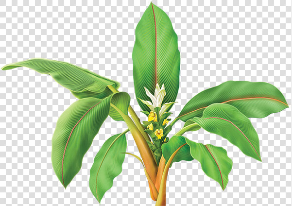 Turmeric Plant Png  Transparent PngTransparent PNG