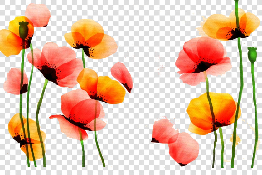 Poppy Watercolor Painting Flower Red Yellow   Yellow Poppies Flowers Watercolor  HD Png DownloadTransparent PNG