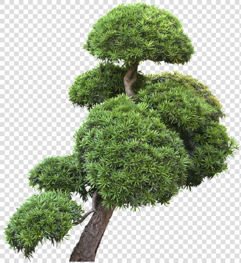 Garden Design Landscape Trees Transparent Decoratives   Garden Trees Png  Png DownloadTransparent PNG