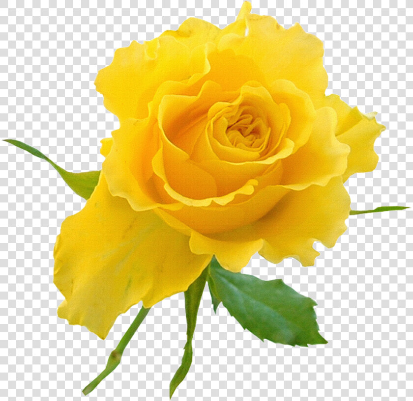 Transparent Background Yellow Rose Clipart   Transparent   Good Night Yellow Rose  HD Png DownloadTransparent PNG