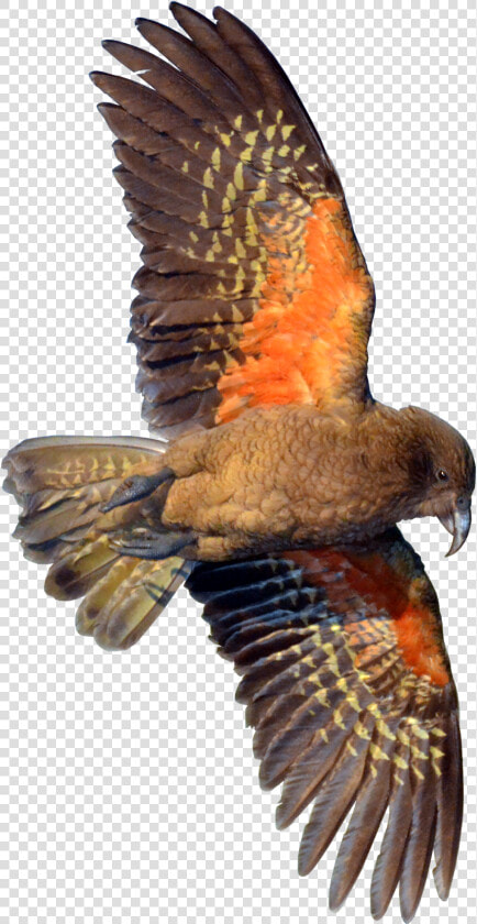 Kea Bird Drawing Nz  HD Png DownloadTransparent PNG