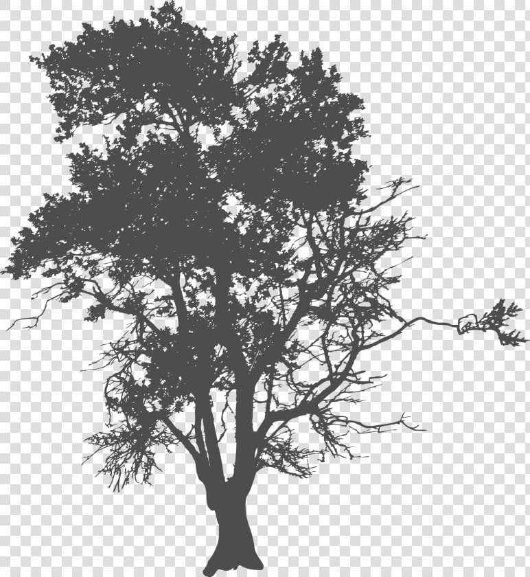 Tree Silhouette Poster   Siluetas De Arboles Para Photoshop  HD Png DownloadTransparent PNG