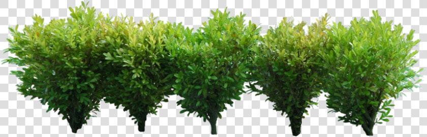 Bushes Png Image  Transparent PngTransparent PNG