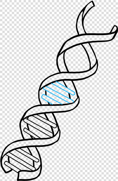 How To Draw Dna   Dna Drawing Easy  HD Png DownloadTransparent PNG