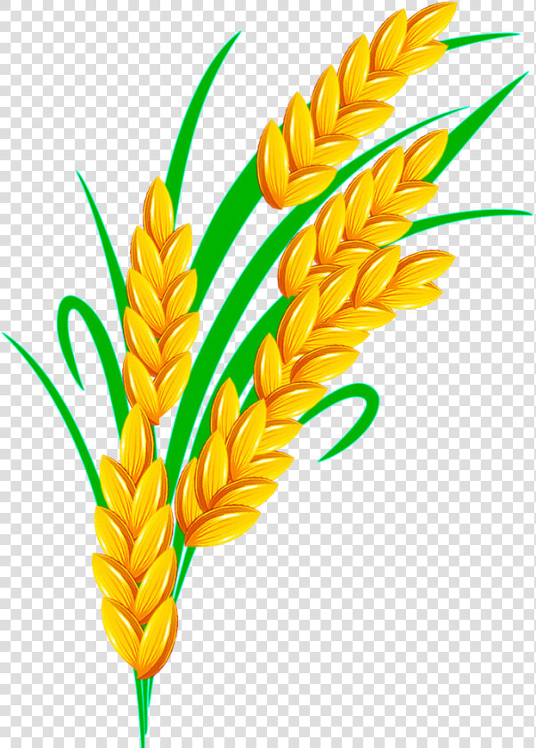 Rice Euclidean Vector   Golden Rice Clipart Png  Transparent PngTransparent PNG