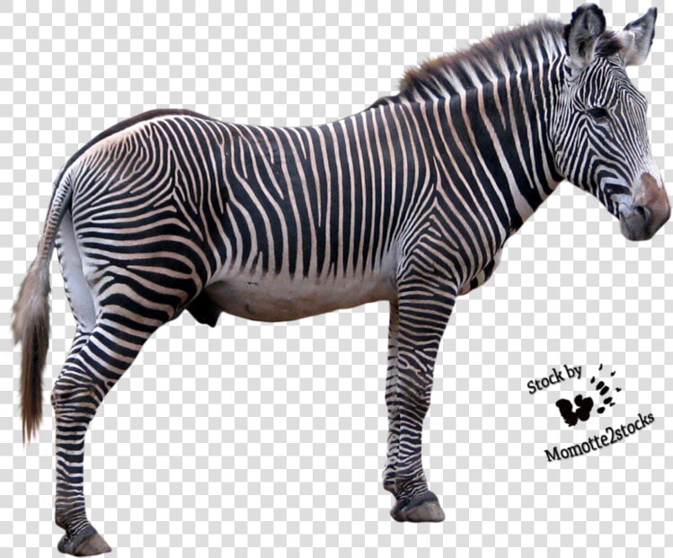 Zebra Picture   Zebra Clear Background  HD Png DownloadTransparent PNG