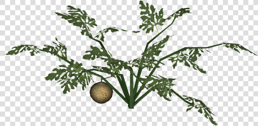 Transparent Cantaloupe Png   Bush Tomato  Png DownloadTransparent PNG