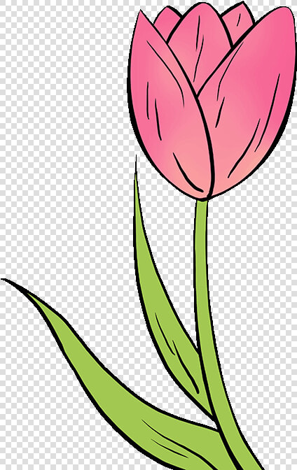 How To Draw Tulip   Easy Tulip Flower Drawing  HD Png DownloadTransparent PNG