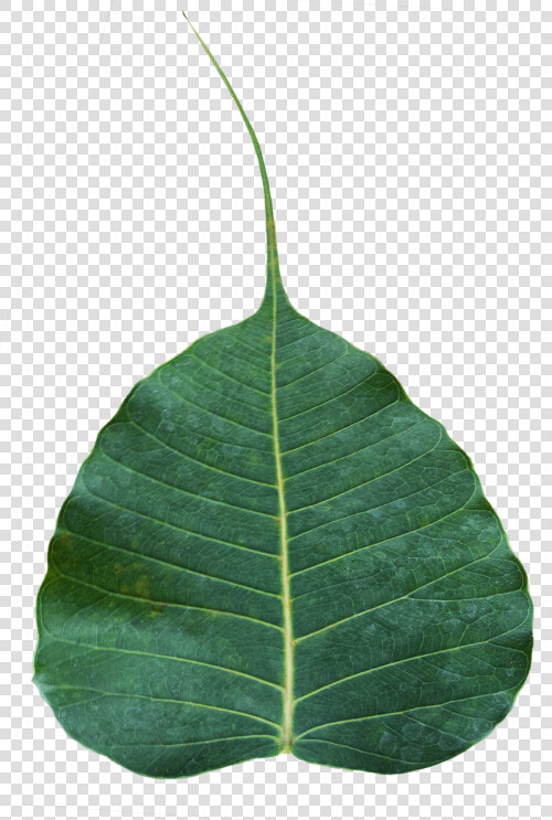 Bodhi Leaf Awakening Enlightenment  HD Png DownloadTransparent PNG