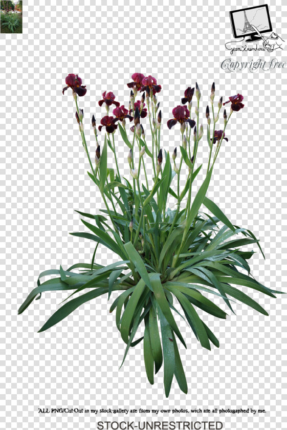 Iris By Jean52   Iris Psd  HD Png DownloadTransparent PNG