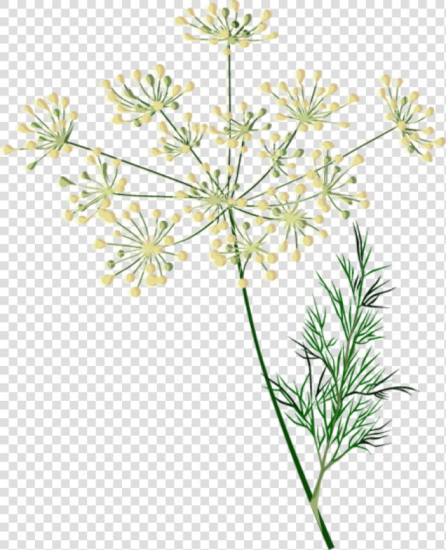 Clip Art Of Spices And Herbs   Dill Plant Clipart  HD Png DownloadTransparent PNG