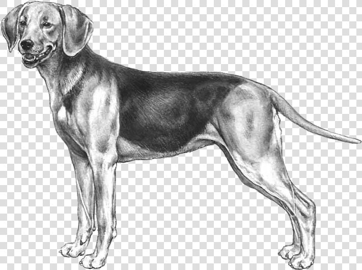 Schiller Hound   Png Download   Transylvanian Hound  Transparent PngTransparent PNG