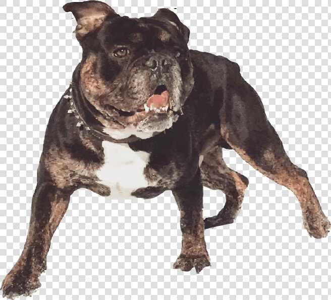 Olde English Bulldogge  HD Png DownloadTransparent PNG