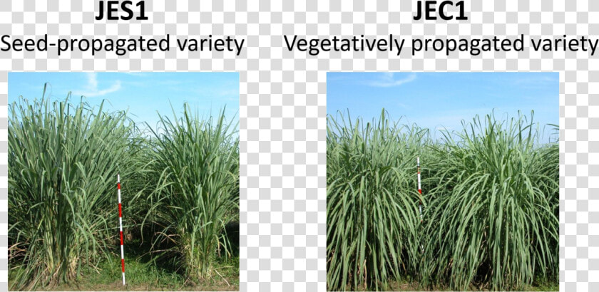 Plant Type Of Erianthus Varieties Jes1 And Jec1   Sweet Grass  HD Png DownloadTransparent PNG