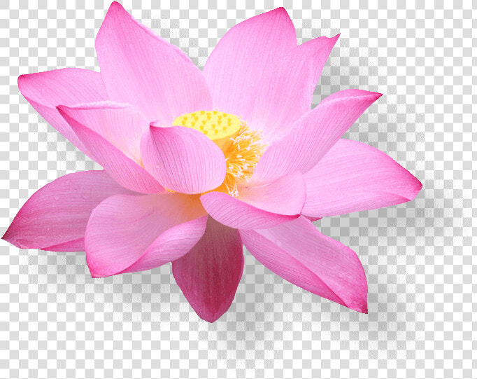 Lotus Flower Png   Hoa Sen Vietnam Airline  Transparent PngTransparent PNG