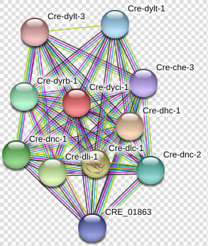 Cre Dyci 1 Protein   Circle  HD Png DownloadTransparent PNG