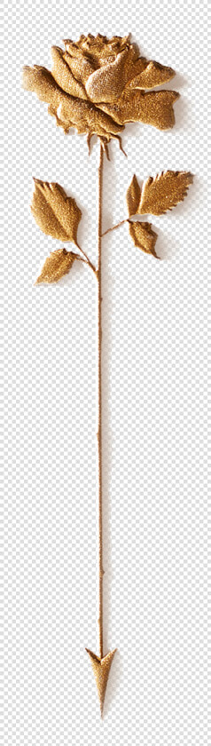 Rose  amp  Arrow Golden Rose   Macrocystis Pyrifera  HD Png DownloadTransparent PNG