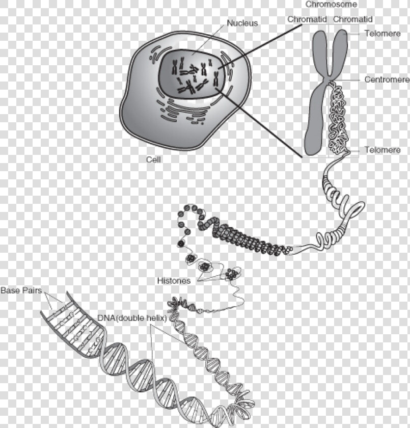 Chromosome And Dna Relationship  HD Png DownloadTransparent PNG