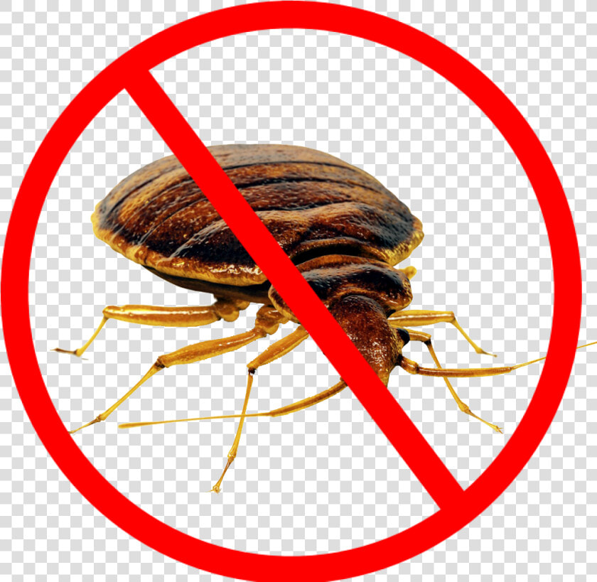 Bed Bug Png   Cockroach Control  Transparent PngTransparent PNG