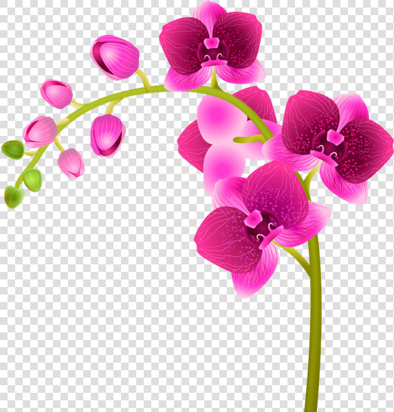 Орхидея  Розовый Цветок  Цветы  Флора  Orchid  Pink   Moth Orchid  HD Png DownloadTransparent PNG