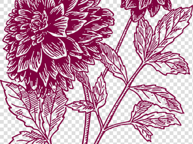 Transparent Yucca Png   Black Dahlia Flower Drawing  Png DownloadTransparent PNG