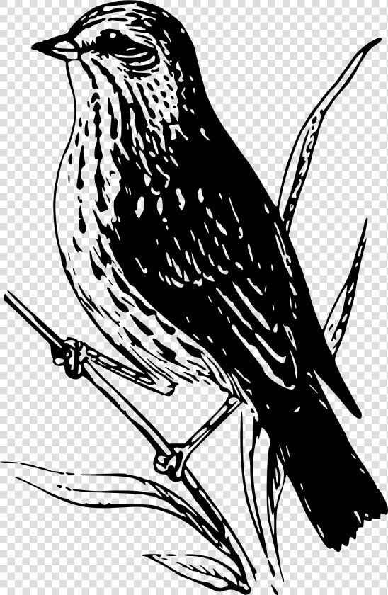 Baird Sparrow Clip Arts   Drawing Sparrow  HD Png DownloadTransparent PNG