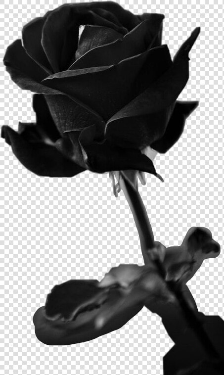  black  rose  freetoedit   Rose Alive Black And White  HD Png DownloadTransparent PNG