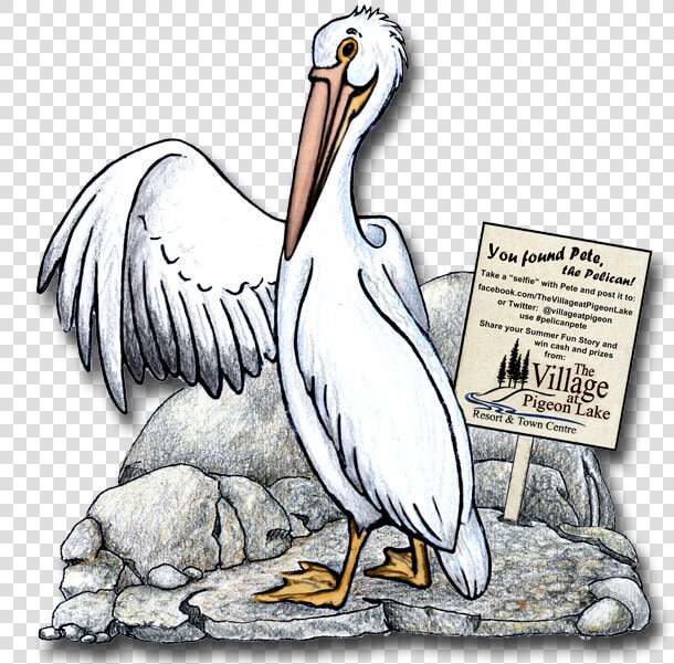 Pete The Pelican   White Pelican  HD Png DownloadTransparent PNG