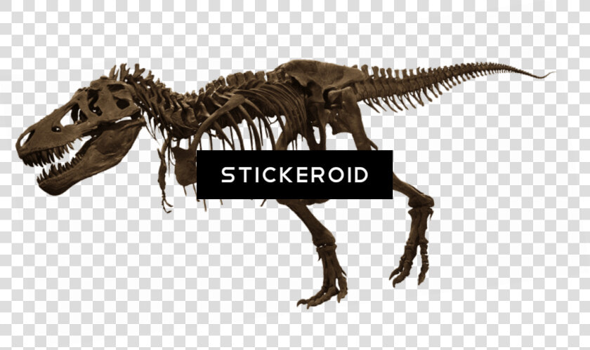 Transparent T Rex Png   American Museum Of Natural History  Png DownloadTransparent PNG