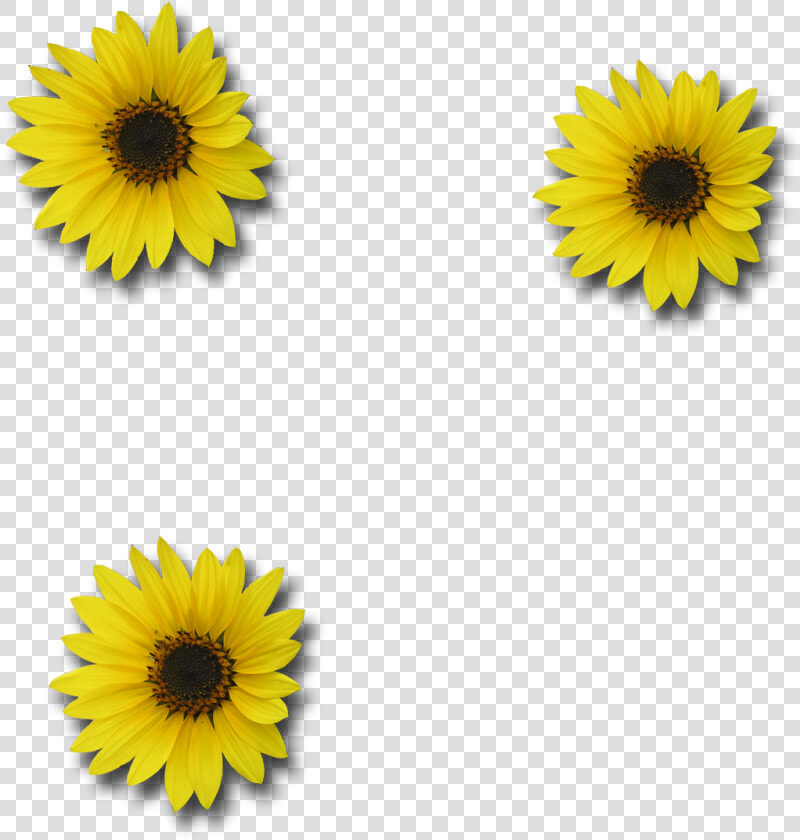 Download Picture Sunflower   Sunflower Free Image Transparent Background  HD Png DownloadTransparent PNG