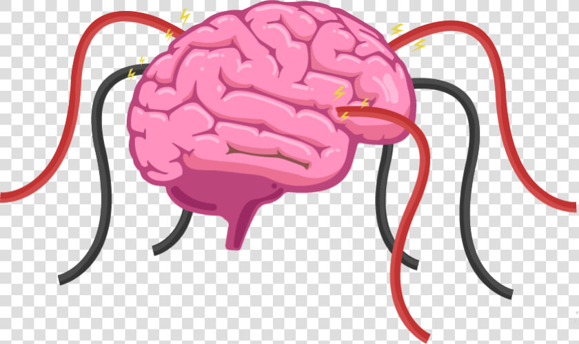 The Human Brain Is A Hive Of Electrical Activity With   Parts Of The Brain Grade 4  HD Png DownloadTransparent PNG