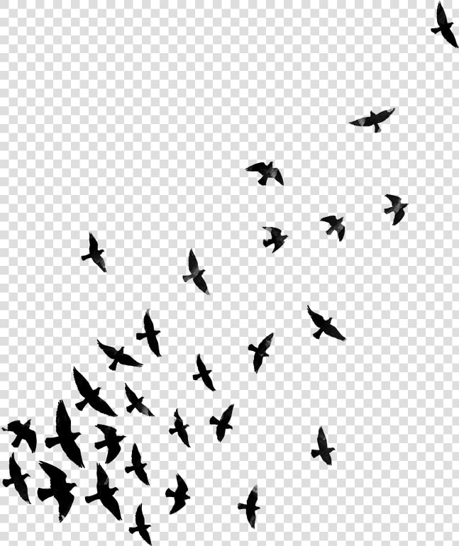  birds  bird  blackandwhite  dispersion  dispersioneffect   Png Effects For Picsart  Transparent PngTransparent PNG