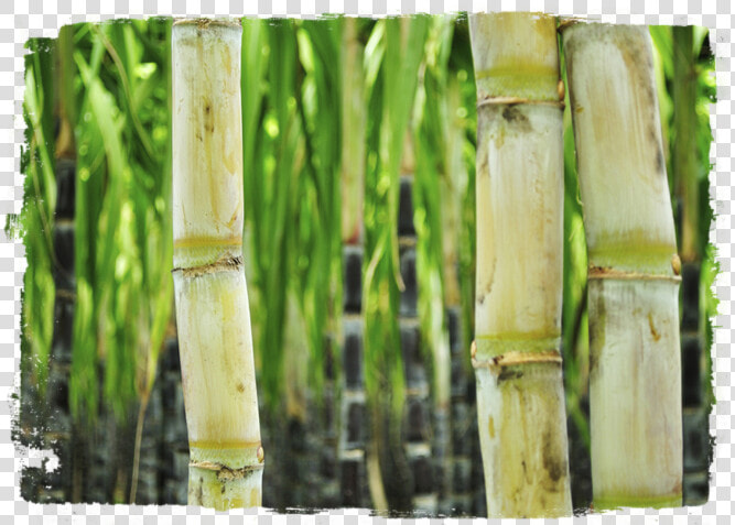 Transparent Sugarcane Png   Sugar Cane  Png DownloadTransparent PNG