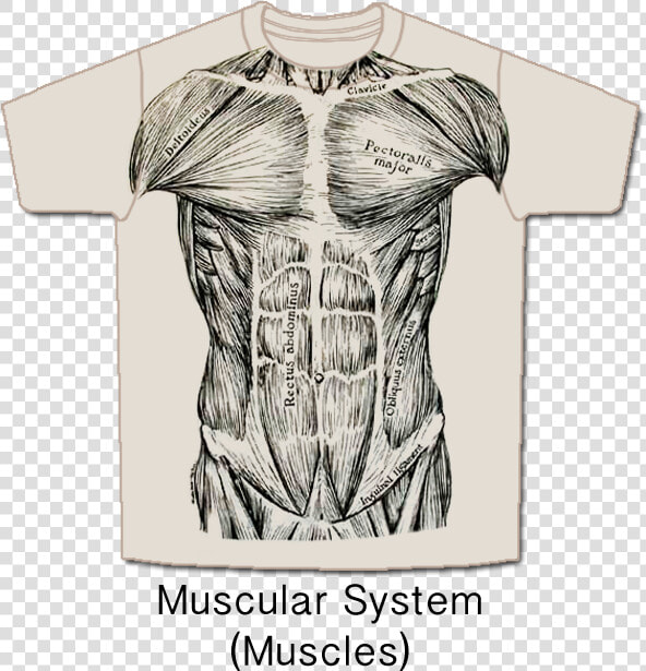 Musc front   Muscle System T Shirt  HD Png DownloadTransparent PNG