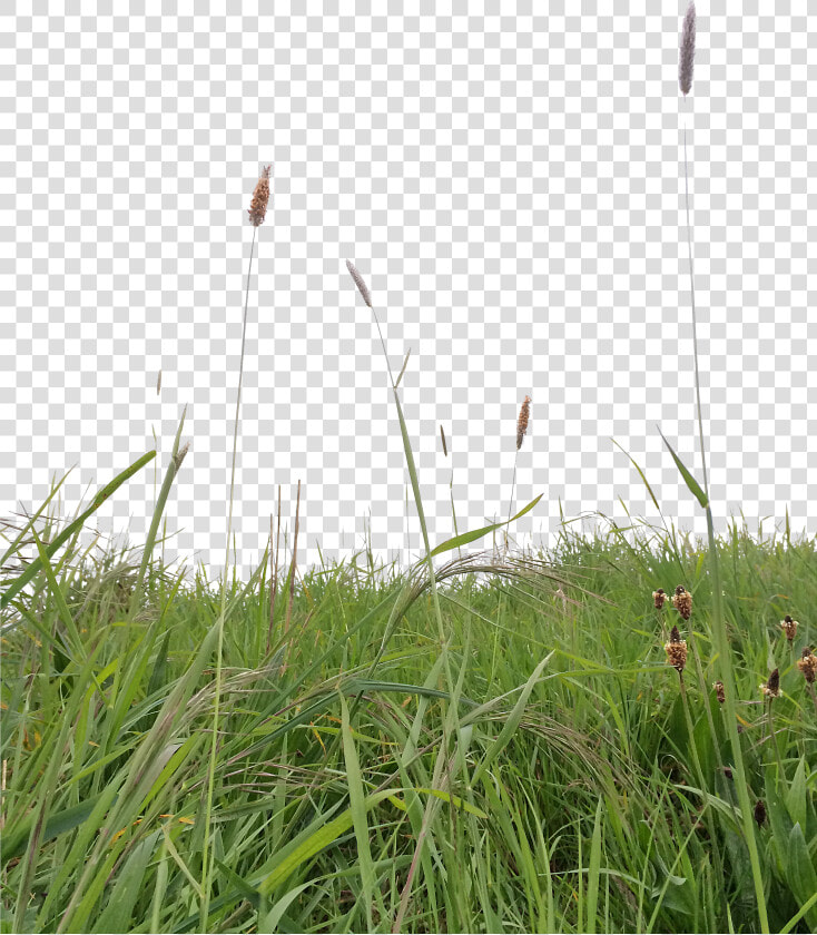 Long Grass Png   Grass Png For Photoshop  Transparent PngTransparent PNG