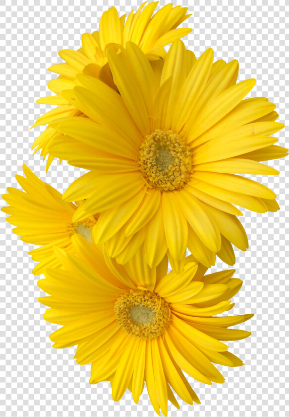  yellow  daisy  flower  flowers  freetoedit   Yellow Flower Png  Transparent PngTransparent PNG