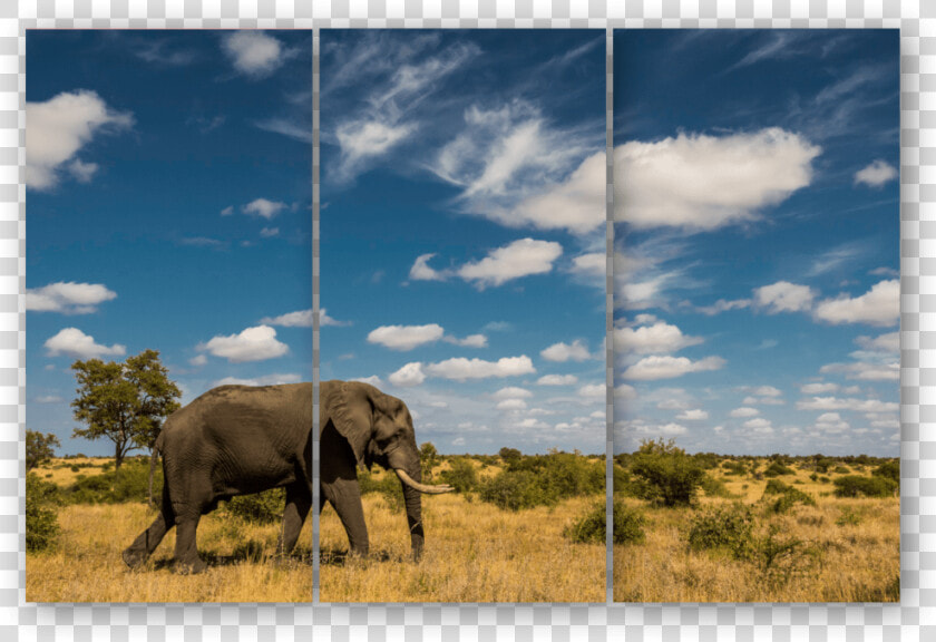 Triptych Elephant Sky   Indian Elephant  HD Png DownloadTransparent PNG