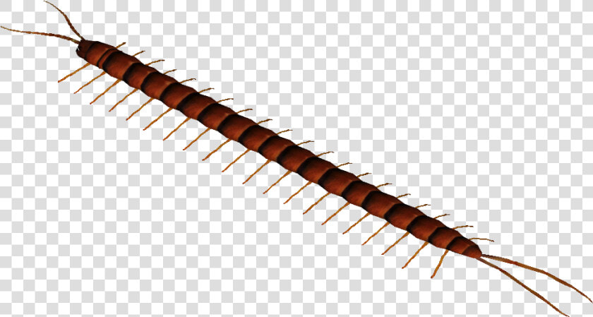 Amazonian Giant Centipede   Millipedes  HD Png DownloadTransparent PNG