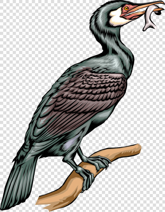 Vector Illustration Of Web Footed Diving Cormorant   Cormorant Birds Clipart  HD Png DownloadTransparent PNG