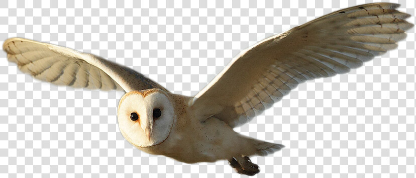 Barn Owl Png Image   Lechuza De Campanario  Transparent PngTransparent PNG