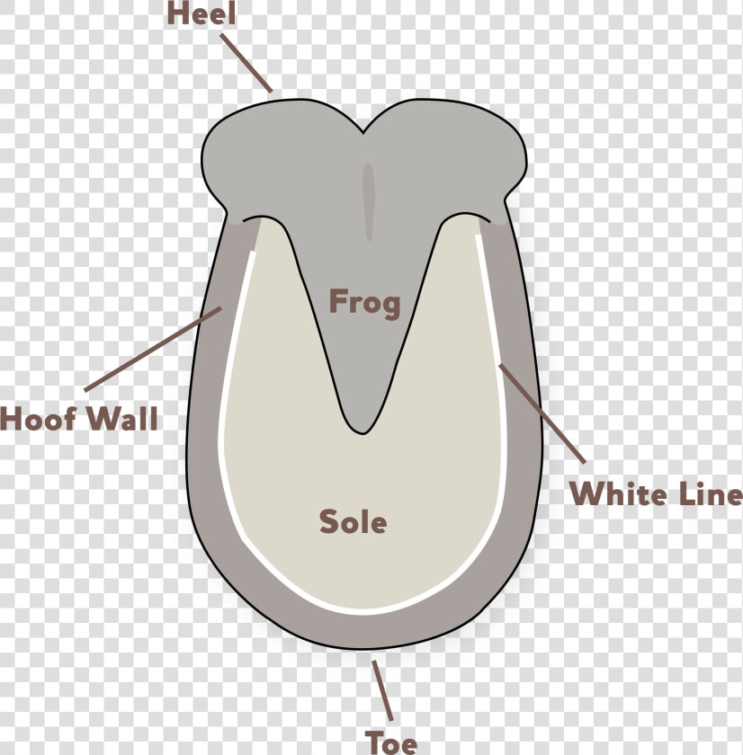 Hoof Diagram   Donkey Hoof Prints  HD Png DownloadTransparent PNG