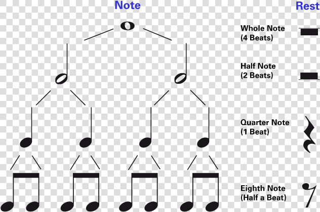 Whole Note Half Note Quarter Note  HD Png DownloadTransparent PNG