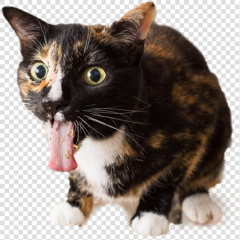 Cats On Catnip  HD Png DownloadTransparent PNG