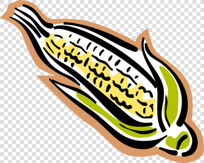 Vector Illustration Of Corn On The Cob Grain Plant   Maize  HD Png DownloadTransparent PNG