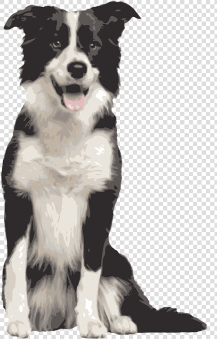 Clip Art Golden Retriever Border Collie Mix   Border Collie Png  Transparent PngTransparent PNG