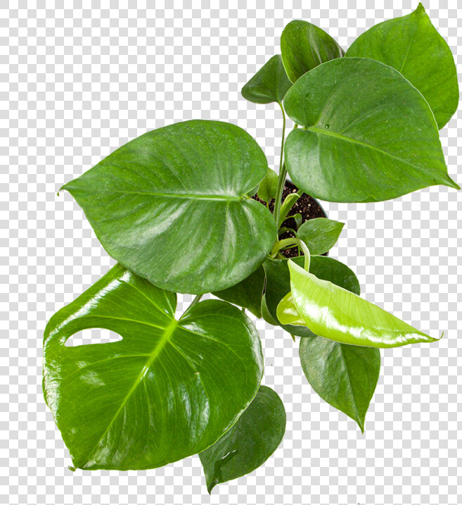 Monstera Plant Care   House Plant From Above  HD Png DownloadTransparent PNG